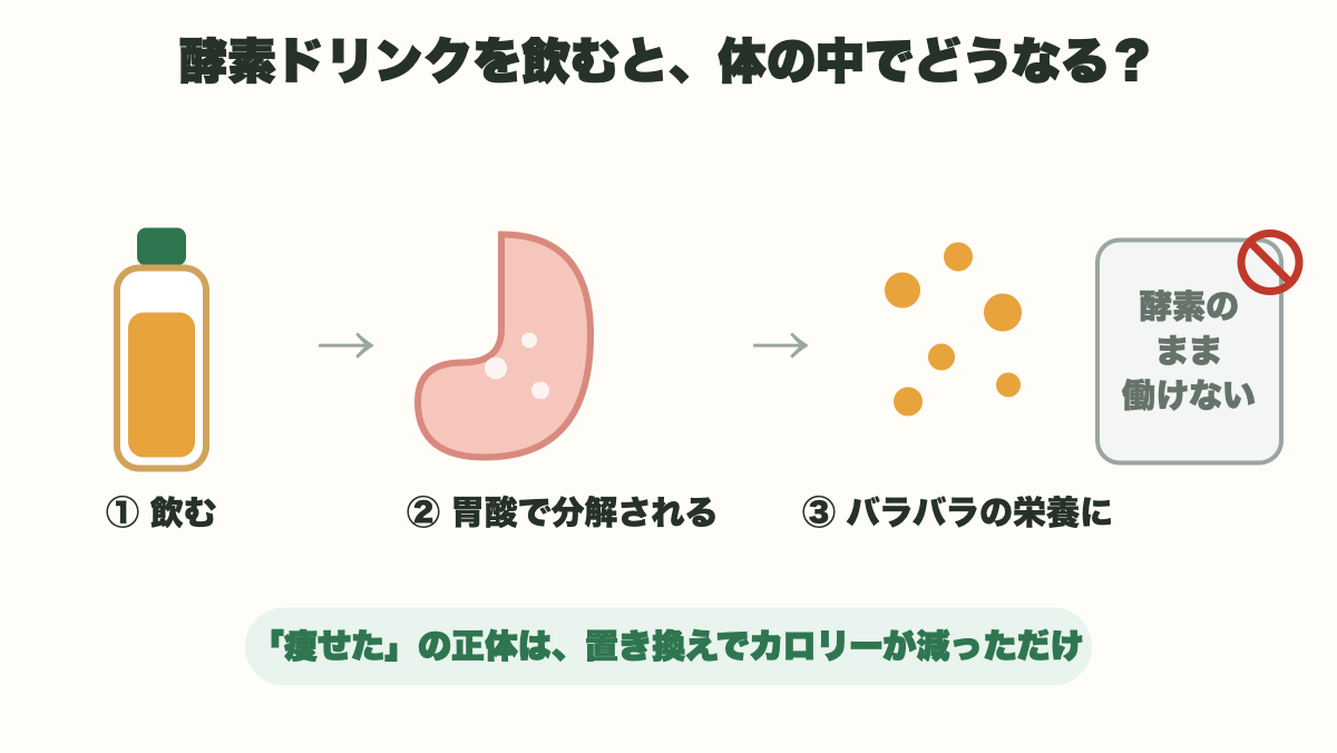 酵素ドリンクを飲むと胃酸でアミノ酸に分解され、そのまま酵素としては働かない流れ図