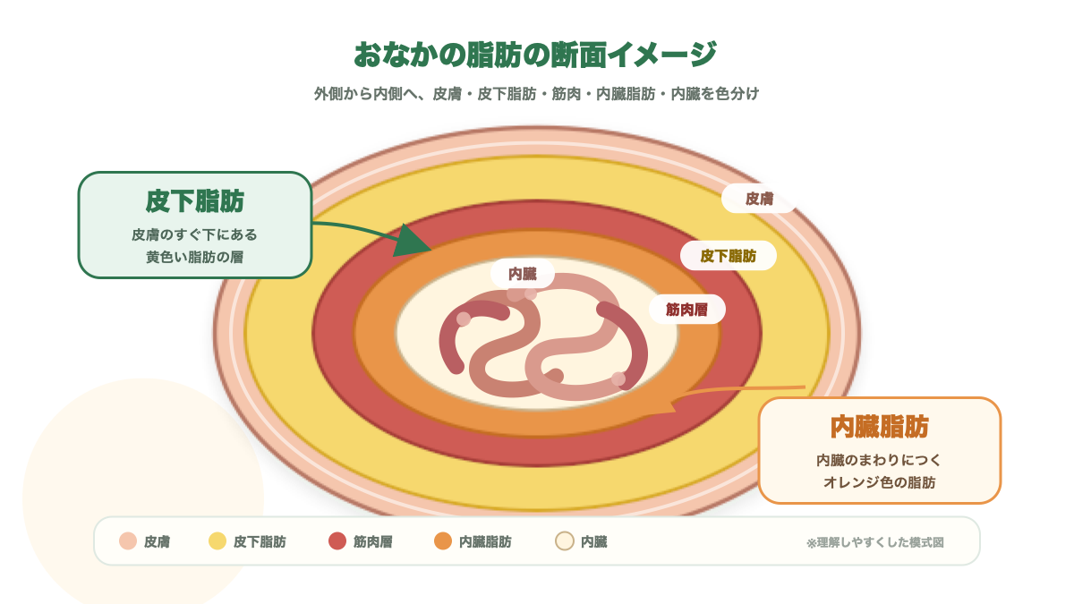 内臓脂肪と皮下脂肪の違いを示すおなかの断面図